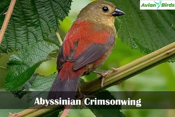Abyssinian Crimsonwing