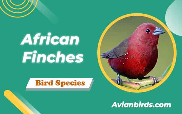 African Finches (With Pictures)