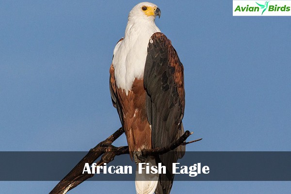 African Fish Eagle