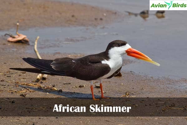 African Skimmer