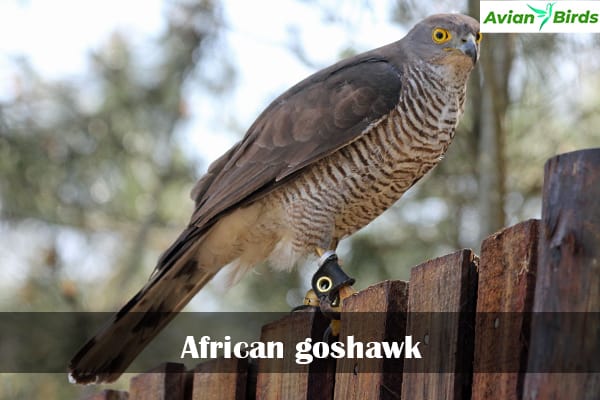 African Goshawk