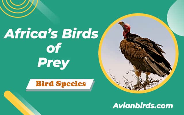 Africa’s Birds of Prey (With Pictures & Facts)