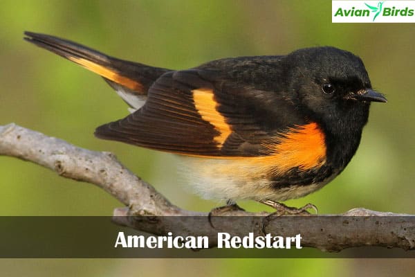 American Redstart