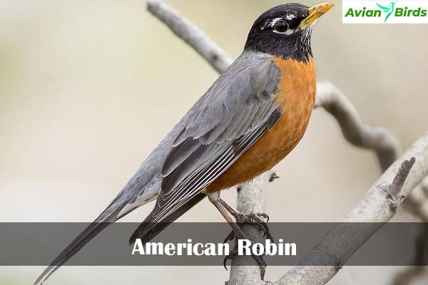 American Robin