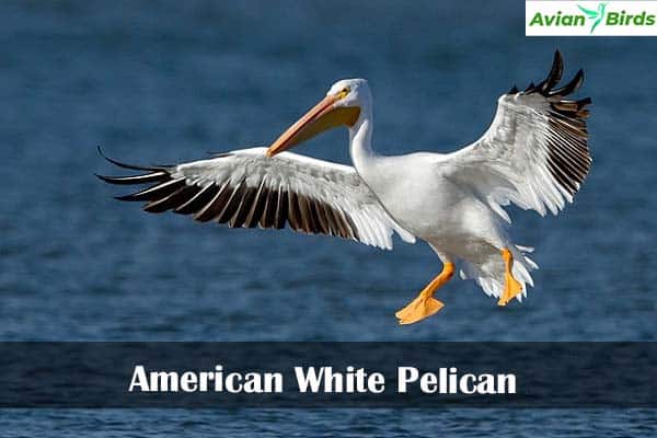 American White Pelican