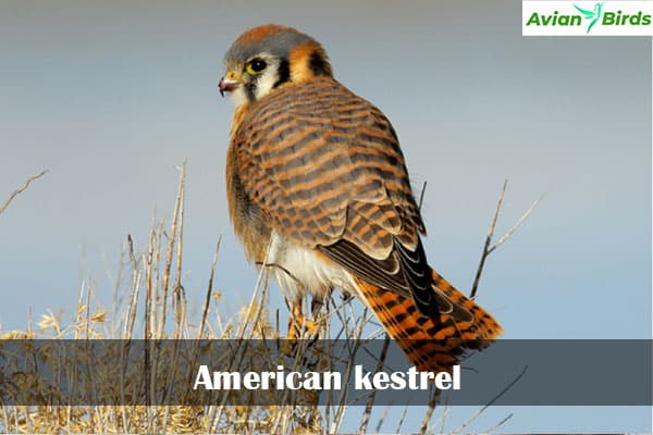 American kestrel