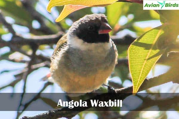 Angola Waxbill