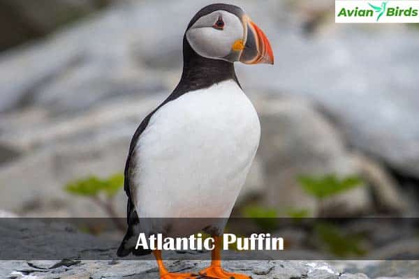 Atlantic Puffin