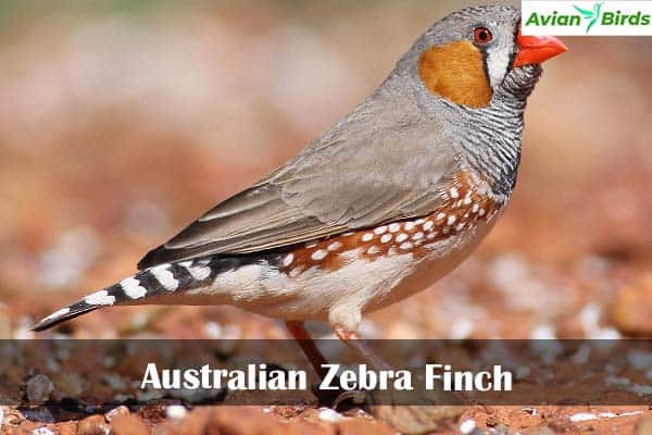 Australian Zebra Finch