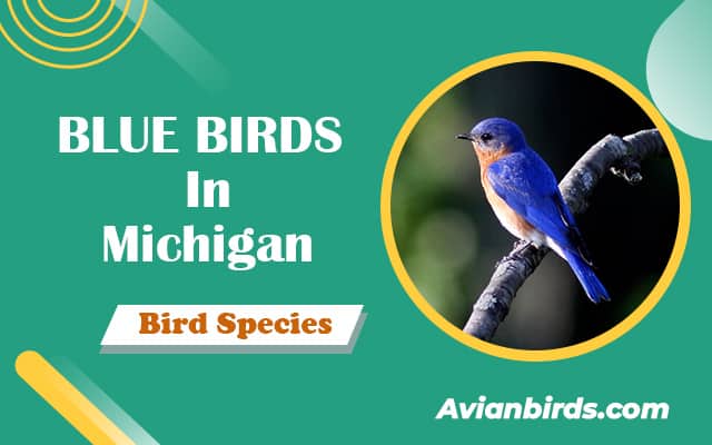BLUE BIRDS In Michigan