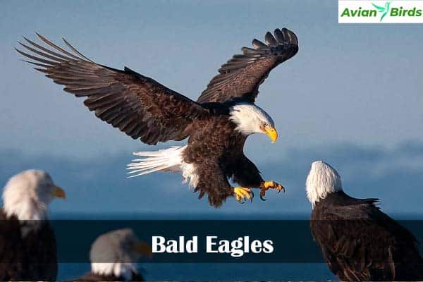 Bald Eagles