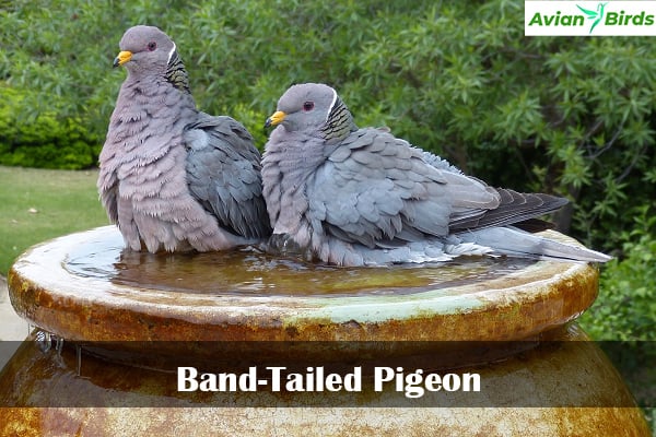 Band-Tailed Pigeon