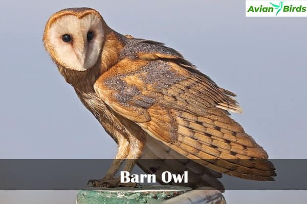 8 Types Of Owls in Louisiana (With Pictures)