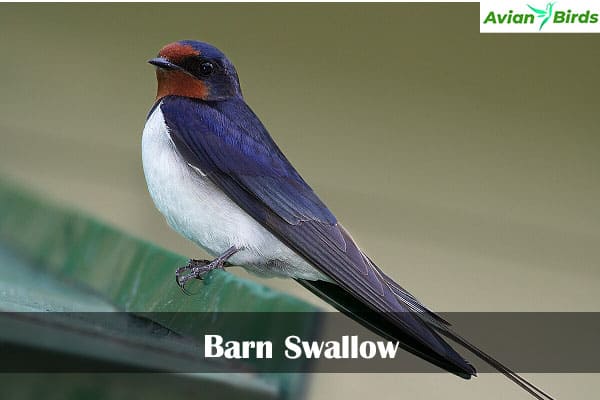 Barn Swallow