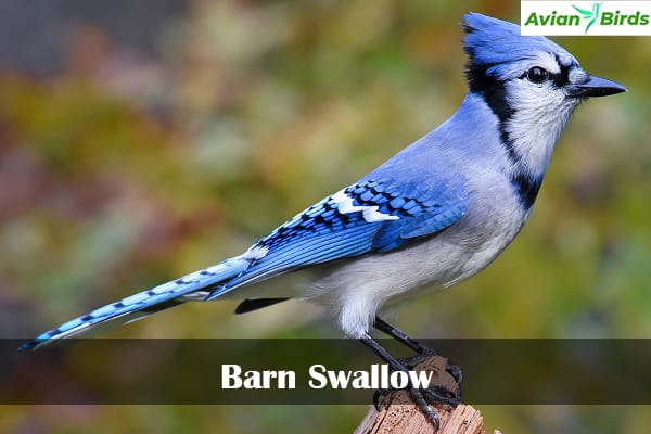 Barn Swallow