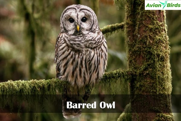 Barred Owl