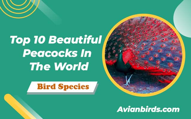 Top 10 Beautiful Peacocks In The World