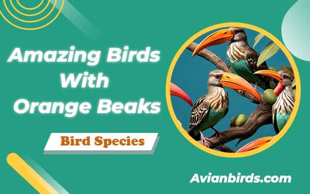 Birds With Orange Beaks