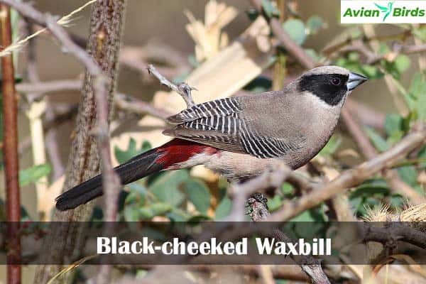 Black-cheeked Waxbill