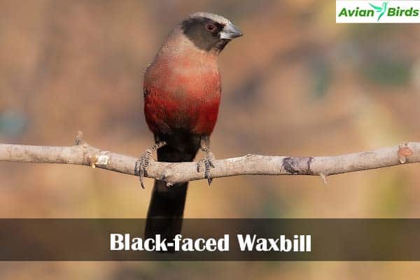 Black-faced Waxbill
