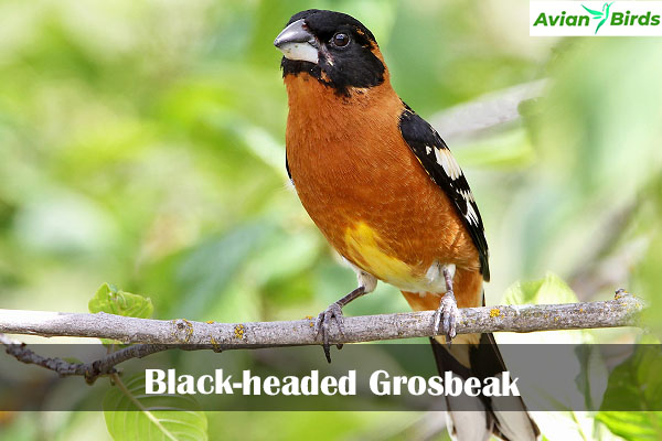 Black-headed Grosbeak