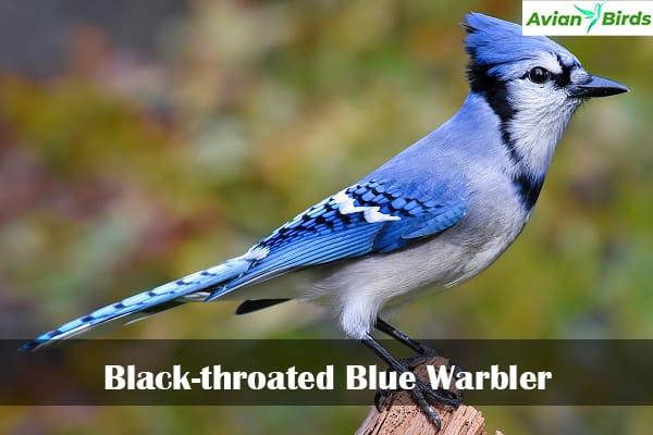 Black-throated Blue Warbler