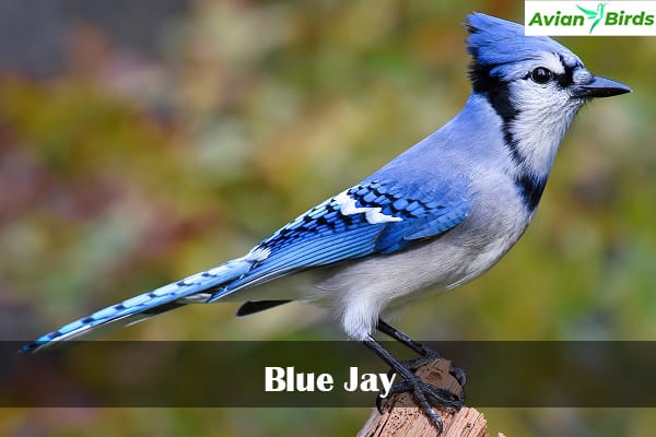 Blue Jay