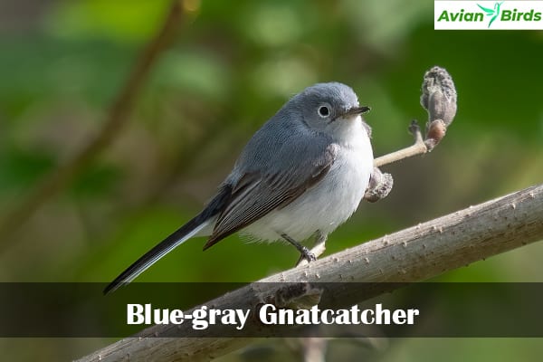 Blue-gray Gnatcatcher