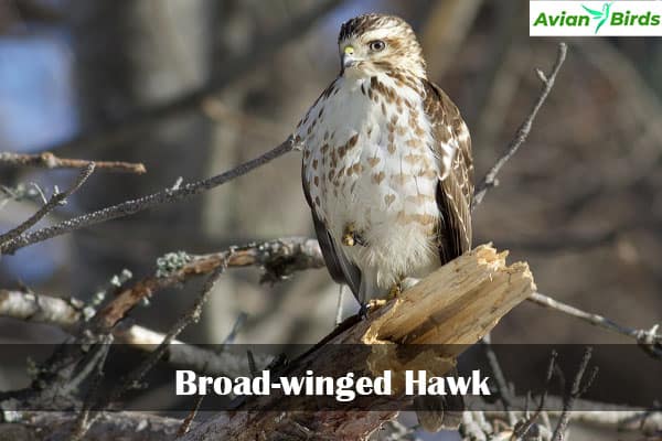 Broad-winged Hawk