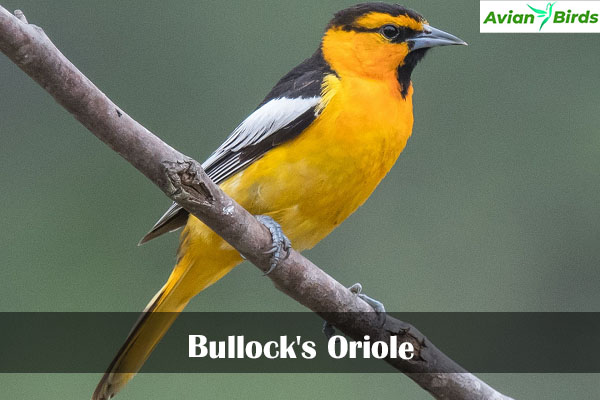 Bullock's Oriole