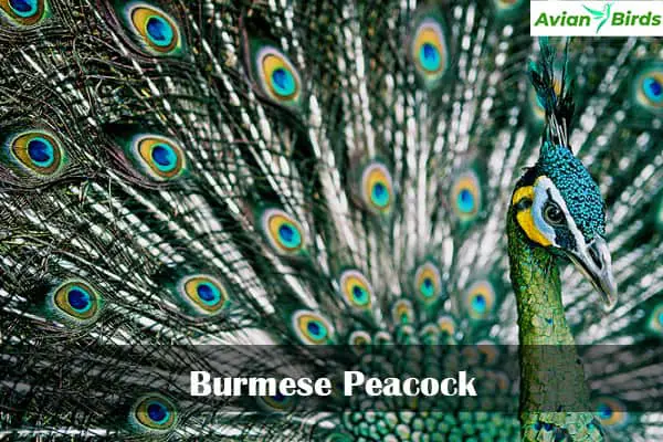 Burmese Peacock