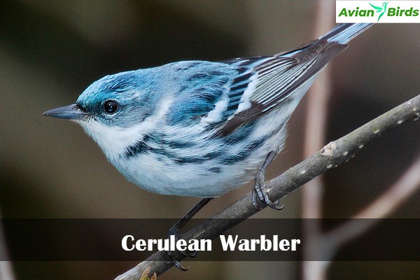 Cerulean Warbler