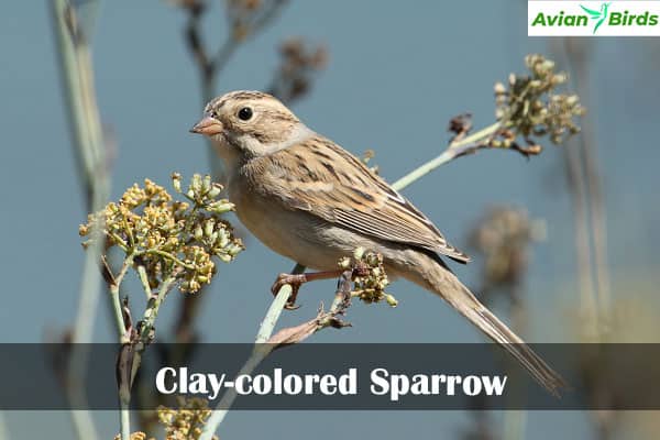 Clay-colored Sparrow