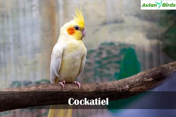 Cockatiel