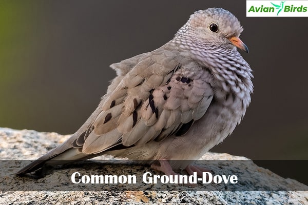 Common Ground-Dove