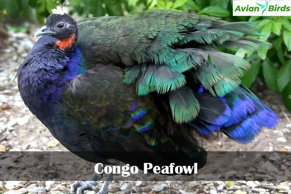 Congo Peafowl