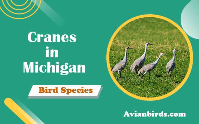 2 Types of Cranes in Michigan