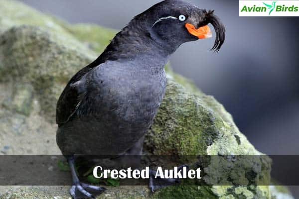 Crested Auklet