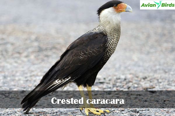 Crested caracara