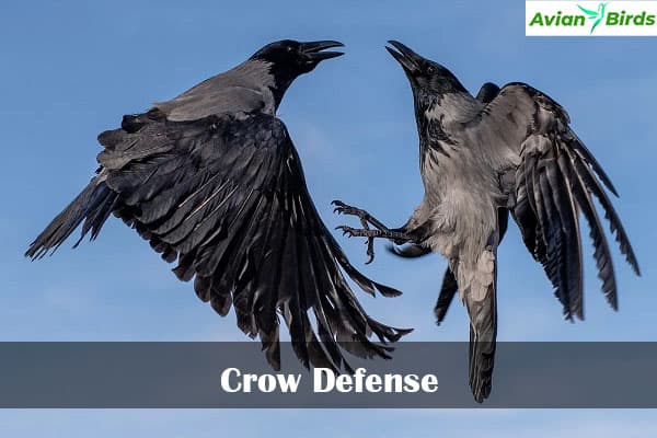 Crow Defense