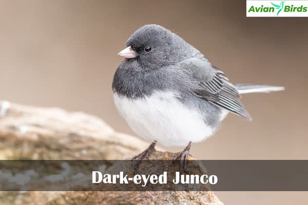 Dark-eyed Junco