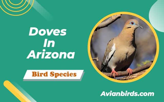 6 Types Of Doves In Arizona (With Pictures)