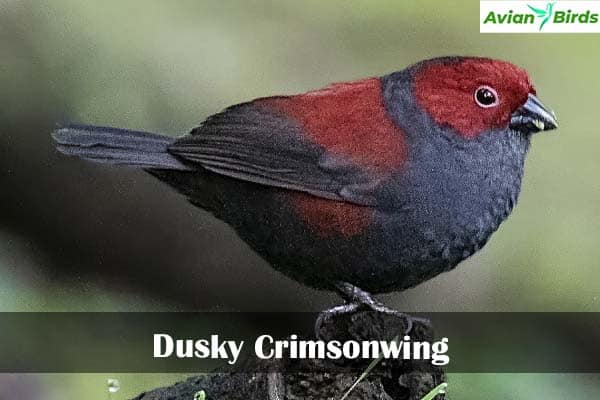 Dusky Crimsonwing