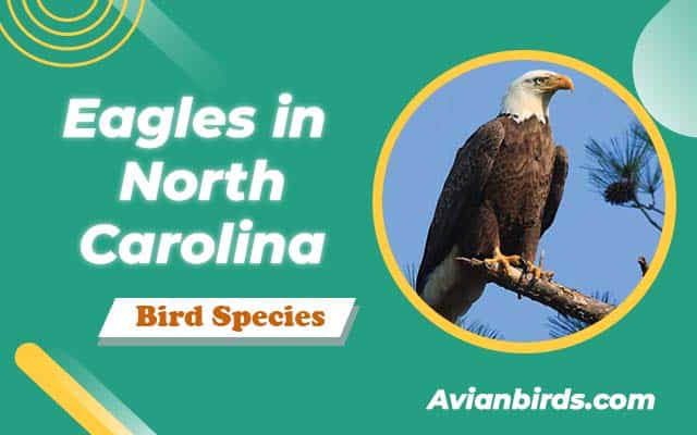 2 Types Of Eagles in North Carolina (With Photos)