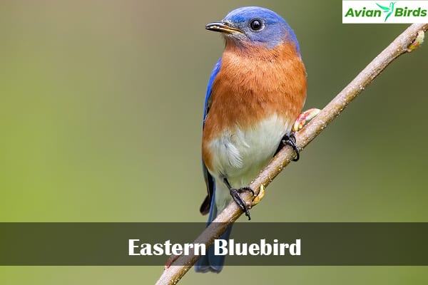 Eastern Bluebird