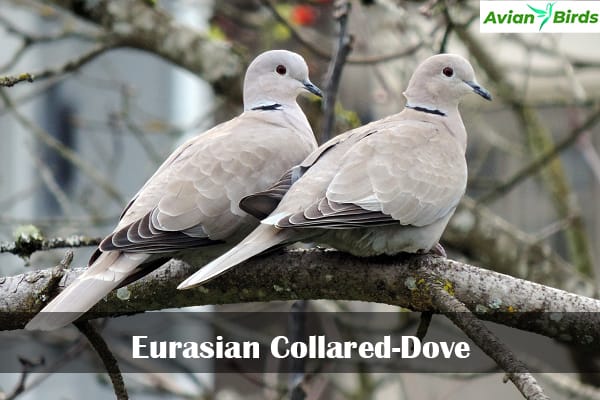 Eurasian Collared-Dove