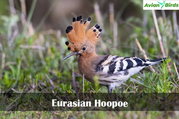 Eurasian Hoopoe