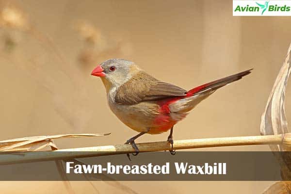 Fawn-breasted Waxbill
