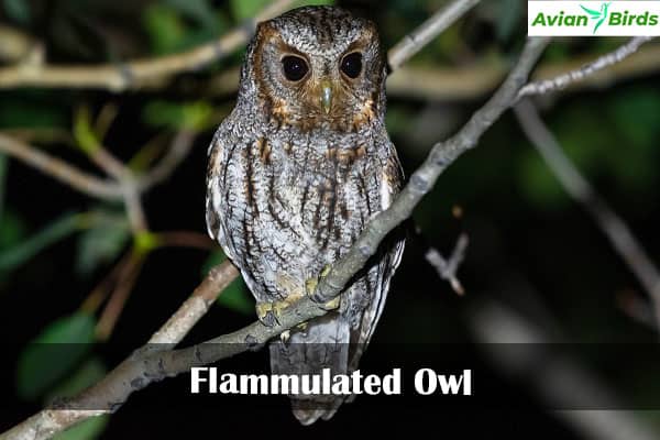 Flammulated Owl