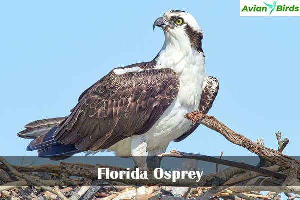 Florida Osprey